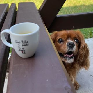 Psí láska a psí chutě na Kávu Melen 😘 Váš Bárt 🐶